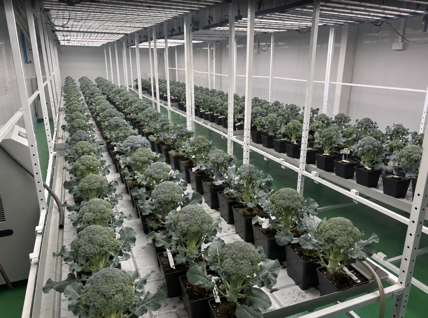 Rows of potted cannabis plants growing under LED grow lights inside a modular grow room
