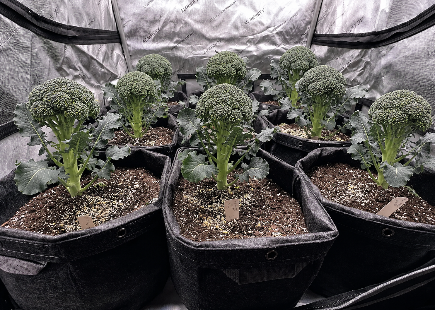 Junge Cannabispflanzen in Grow-Bags in einem Growzelt